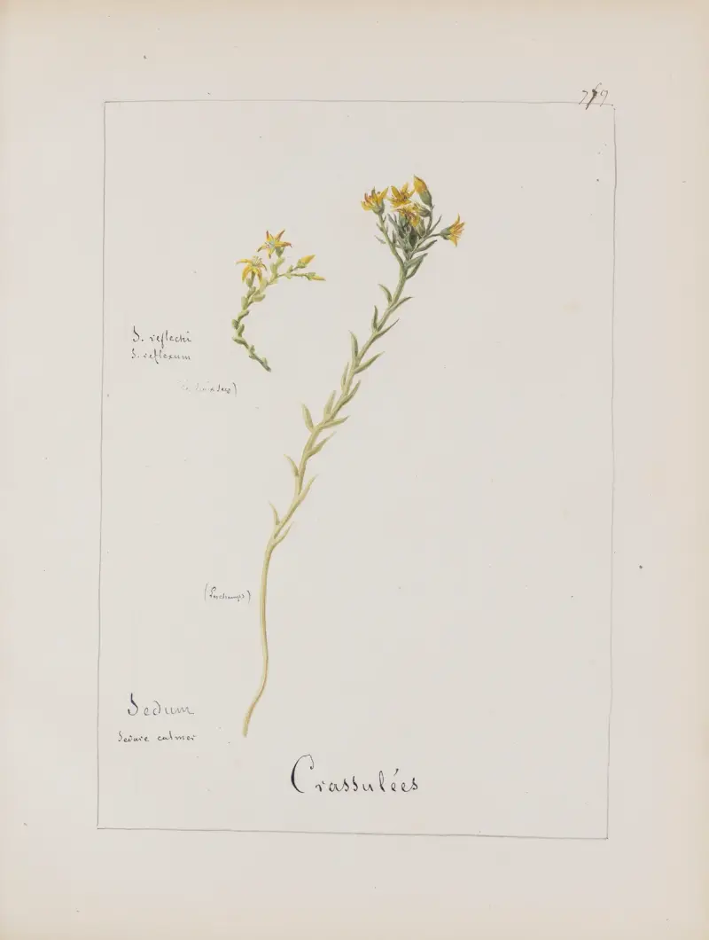 Album de botanique Pl. 276, Constant Amable Prevost-Hersant