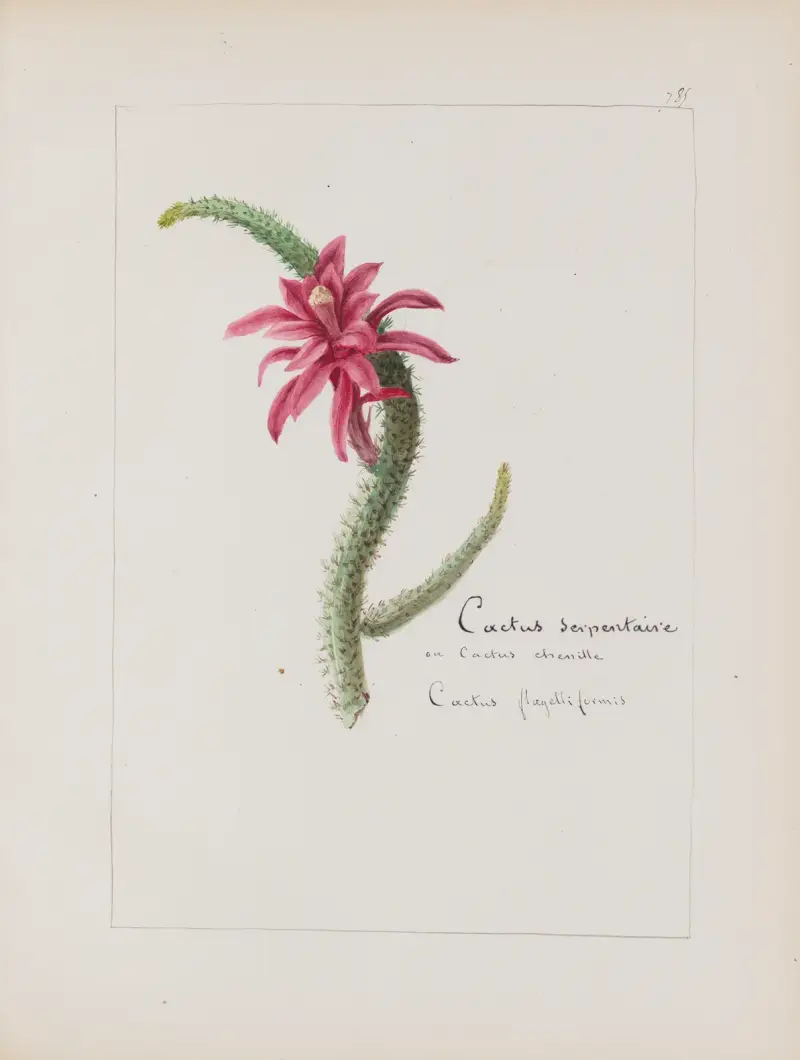 Botanisches Album Taf. 279 von Constant Amable Prevost-Hersant