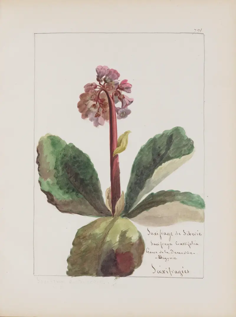 Botanisches Album Pl. 281 von Constant Amable Prevost-Hersant