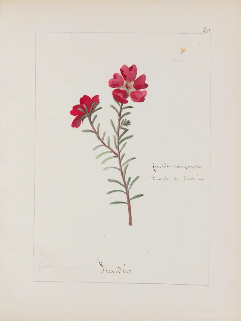 Botanisches Album Tafel 285 von Constant Amable Prevost-Hersant