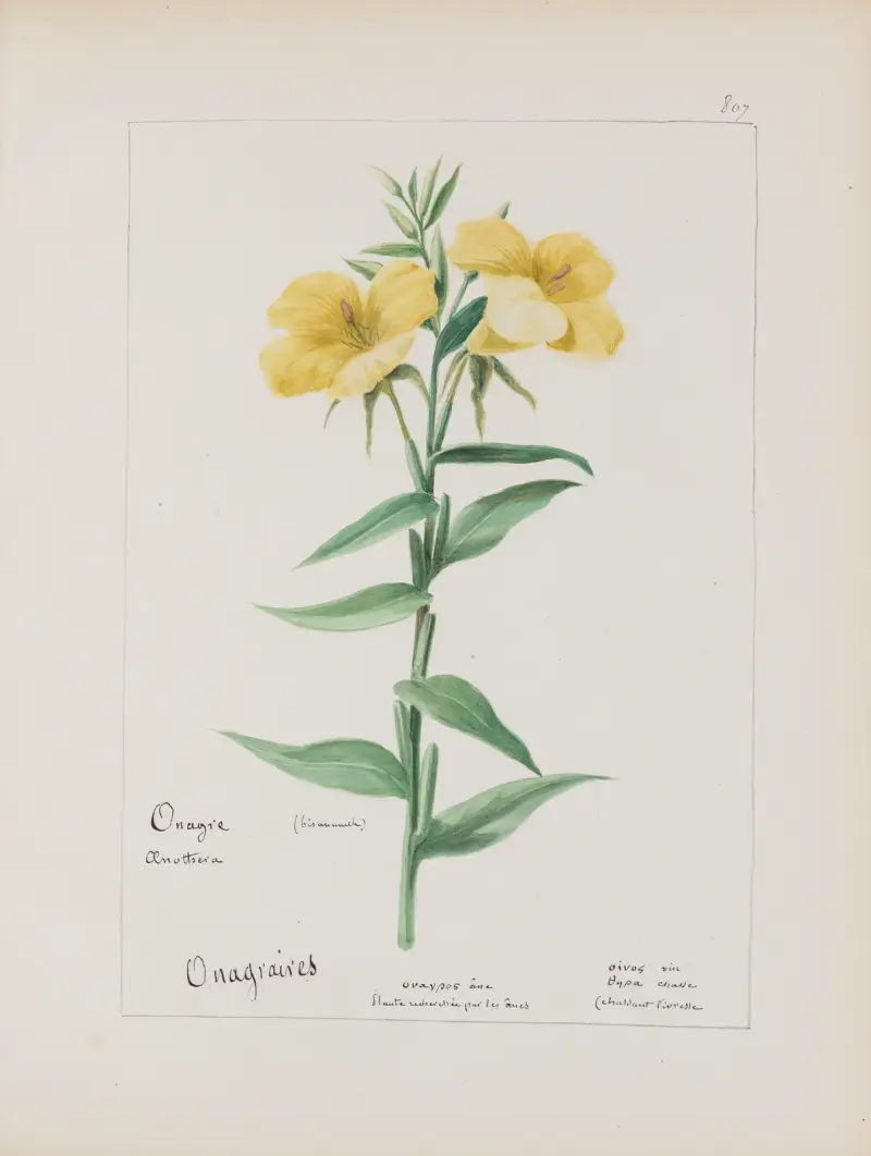 Album de botanique Pl.286, Constant Amable Prevost-Hersant