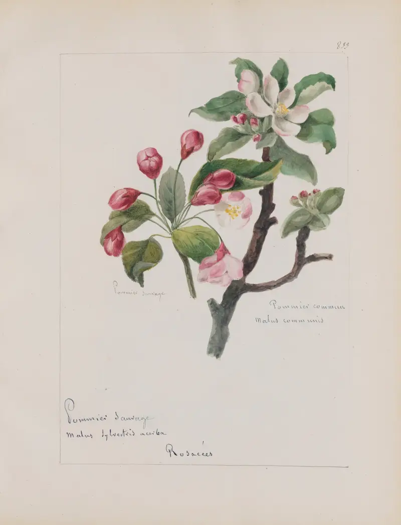 Botanisches Album, Tafel 297 von Constant Amable Prevost-Hersant
