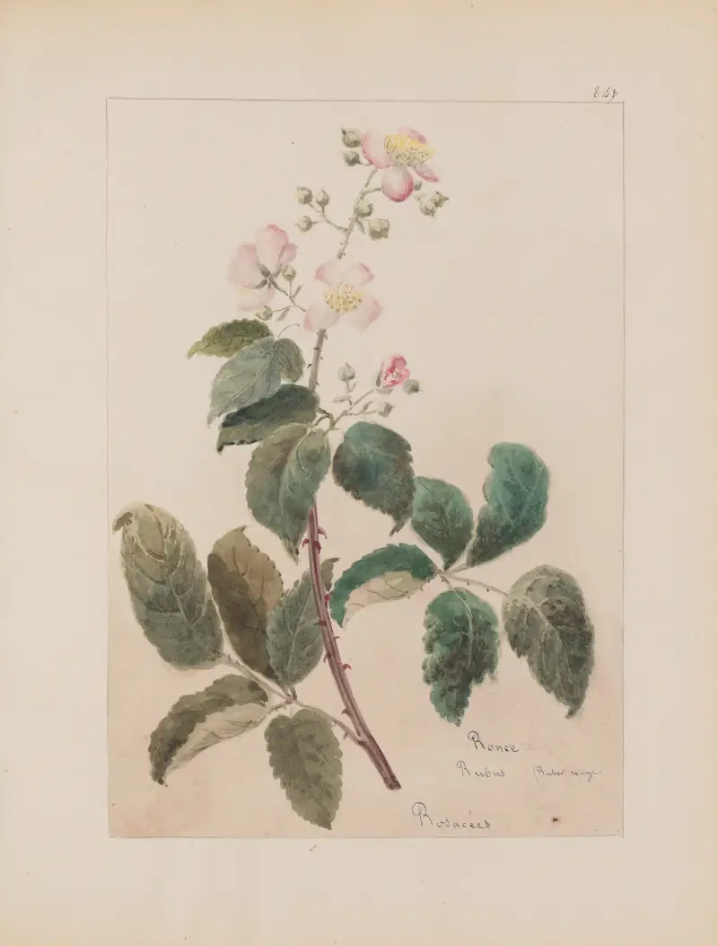 Botanisches Album Taf. 301 von Constant Amable Prevost-Hersant