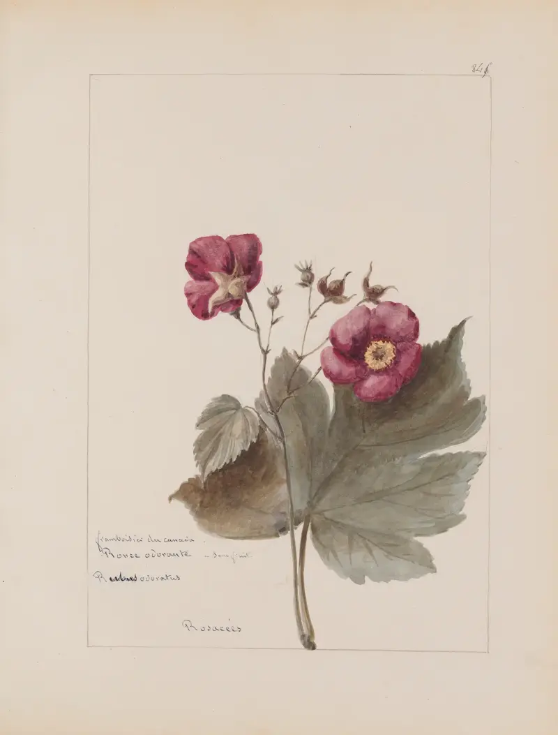 Album de botanique Pl.303 von Constant Amable Prevost-Hersant