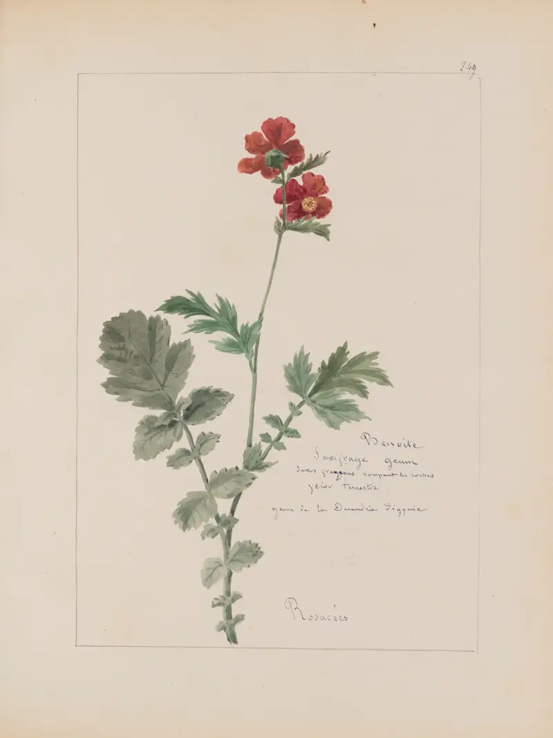 Botanisches Album Pl. 305 von Constant Amable Prevost-Hersant