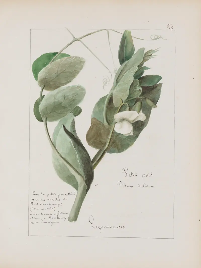 Botanisches Album Tafel 309 von Constant Amable Prevost-Hersant