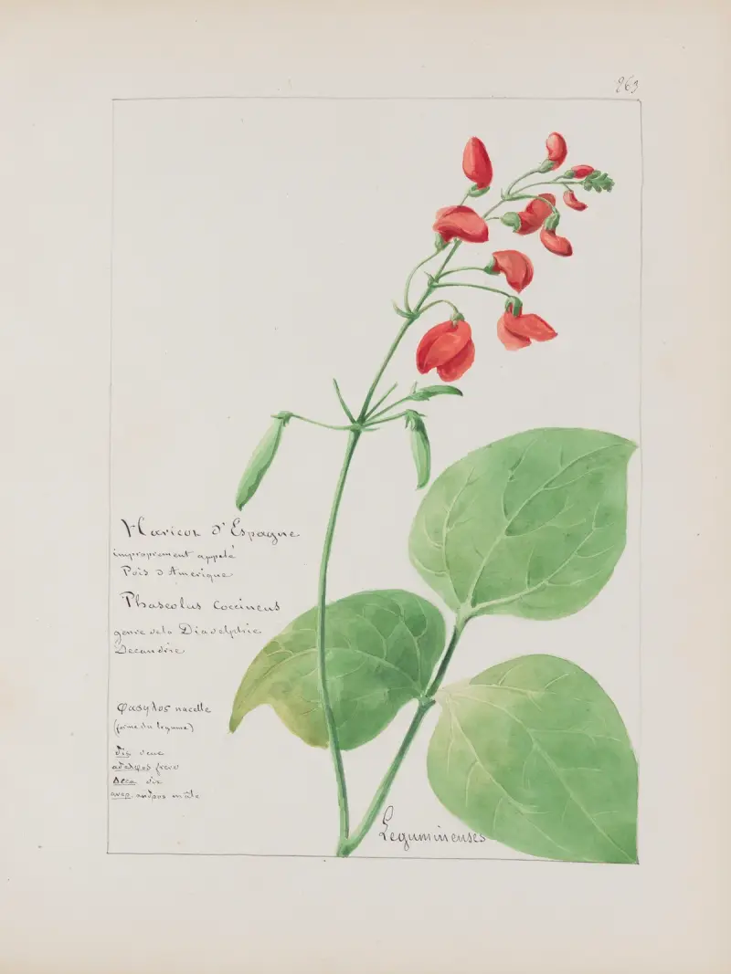Album de botanique Pl.311, Constant Amable Prevost-Hersant