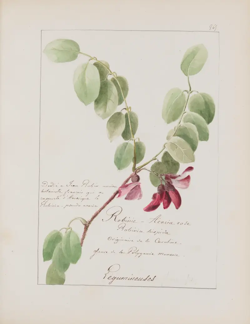Album de botanique Pl.312, Constant Amable Prevost-Hersant