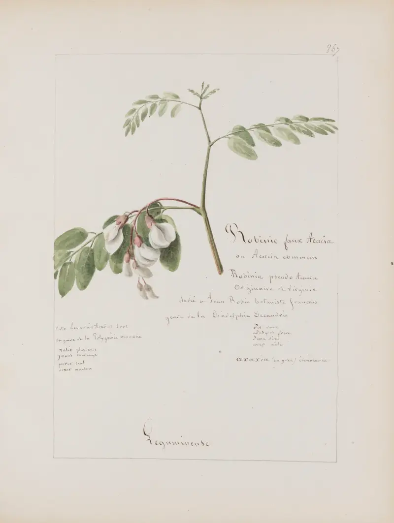 Album de botanique Taf. 313 von Constant Amable Prevost-Hersant