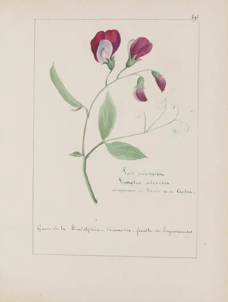 Botanisches Album Tafel 317 von Constant Amable Prevost-Hersant