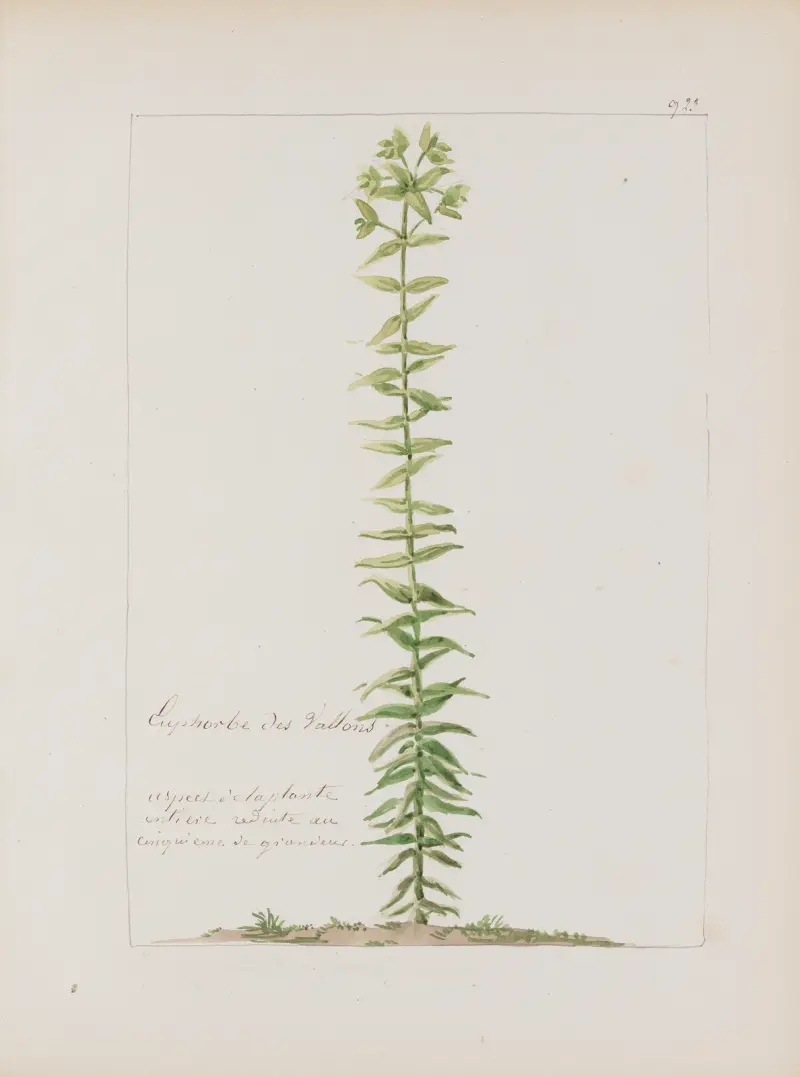 Album de botanique Pl. 336 von Constant Amable Prevost-Hersant