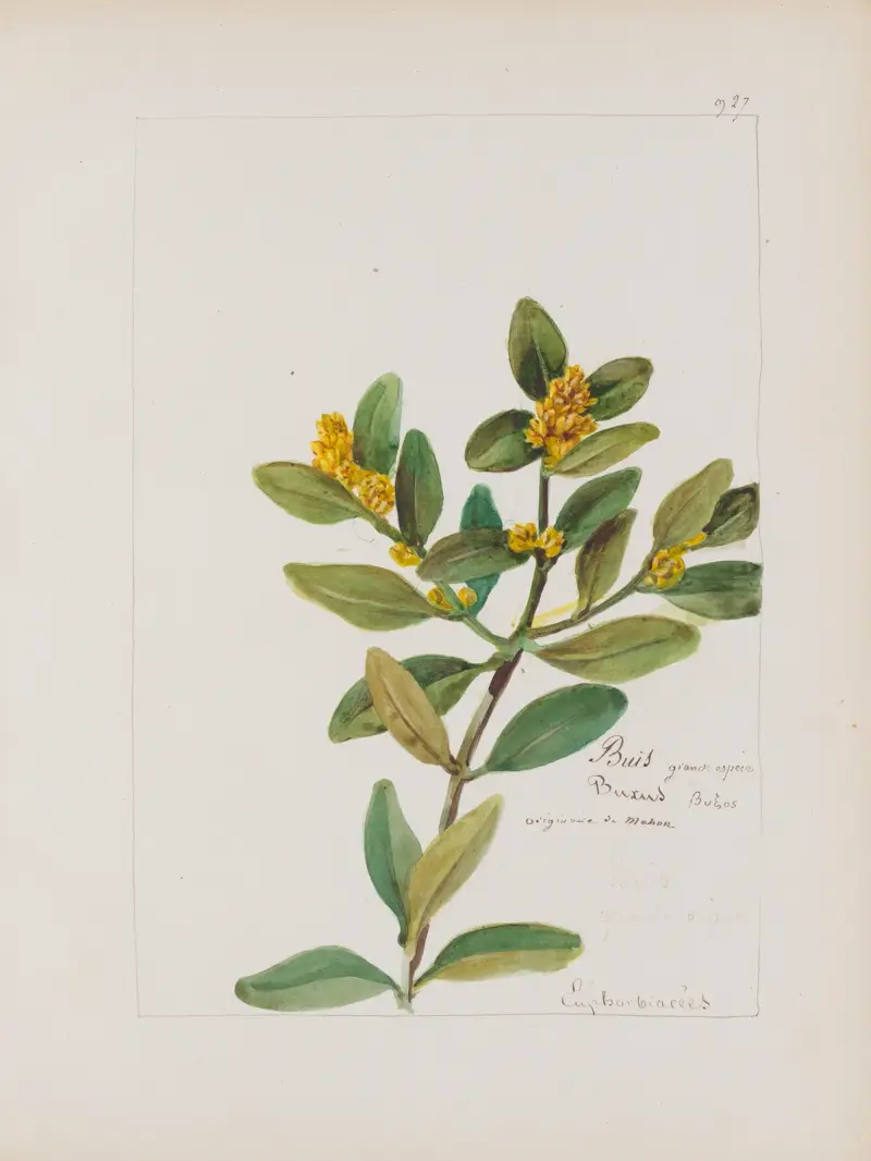 Album de botanique Pl.338, Constant Amable Prevost-Hersant