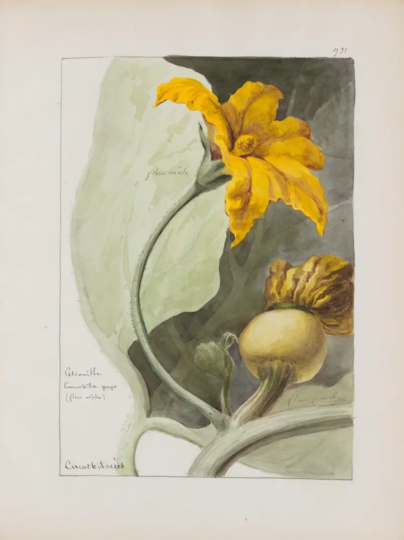 Botanisches Album Taf. 339 von Constant Amable Prevost-Hersant
