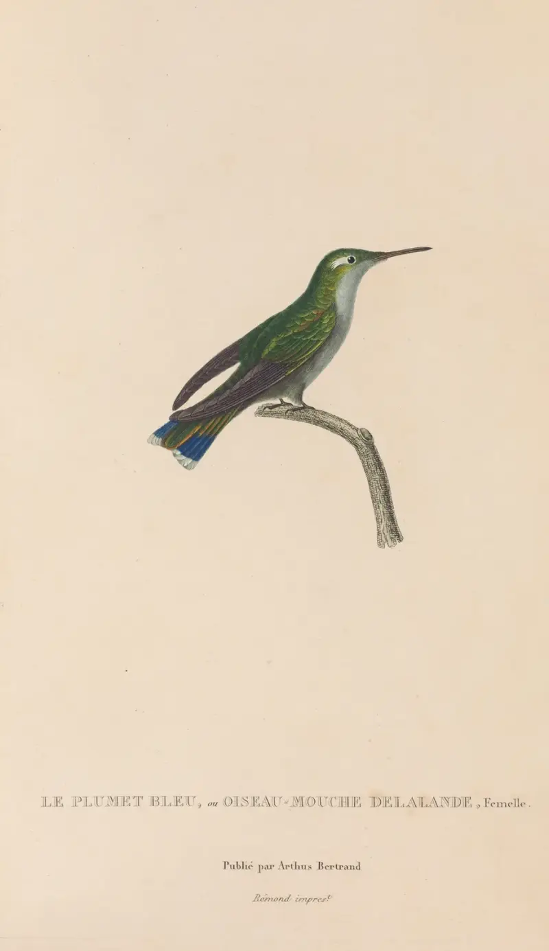 Kolibriernas naturhistoria, plansch 24 av René-Primevère Lesson