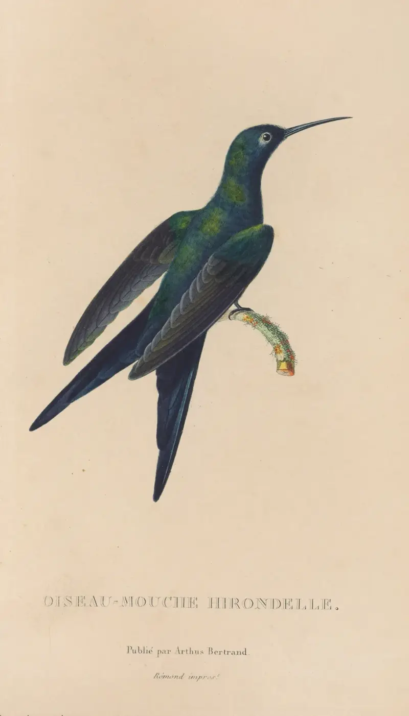 Kolibriernas naturhistoria, plansch 25 av René-Primevère Lesson