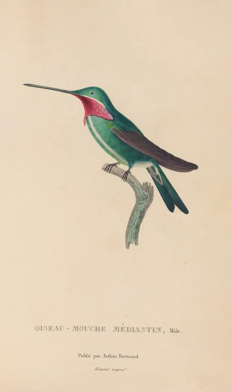 Kolibriernas naturhistoria, plansch 29 av René-Primevère Lesson
