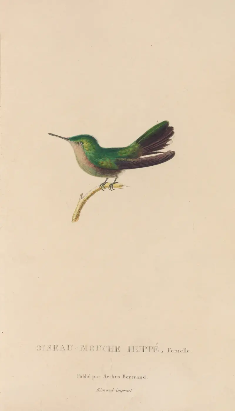 Kolibriernas naturhistoria, plansch 32 av René-Primevère Lesson