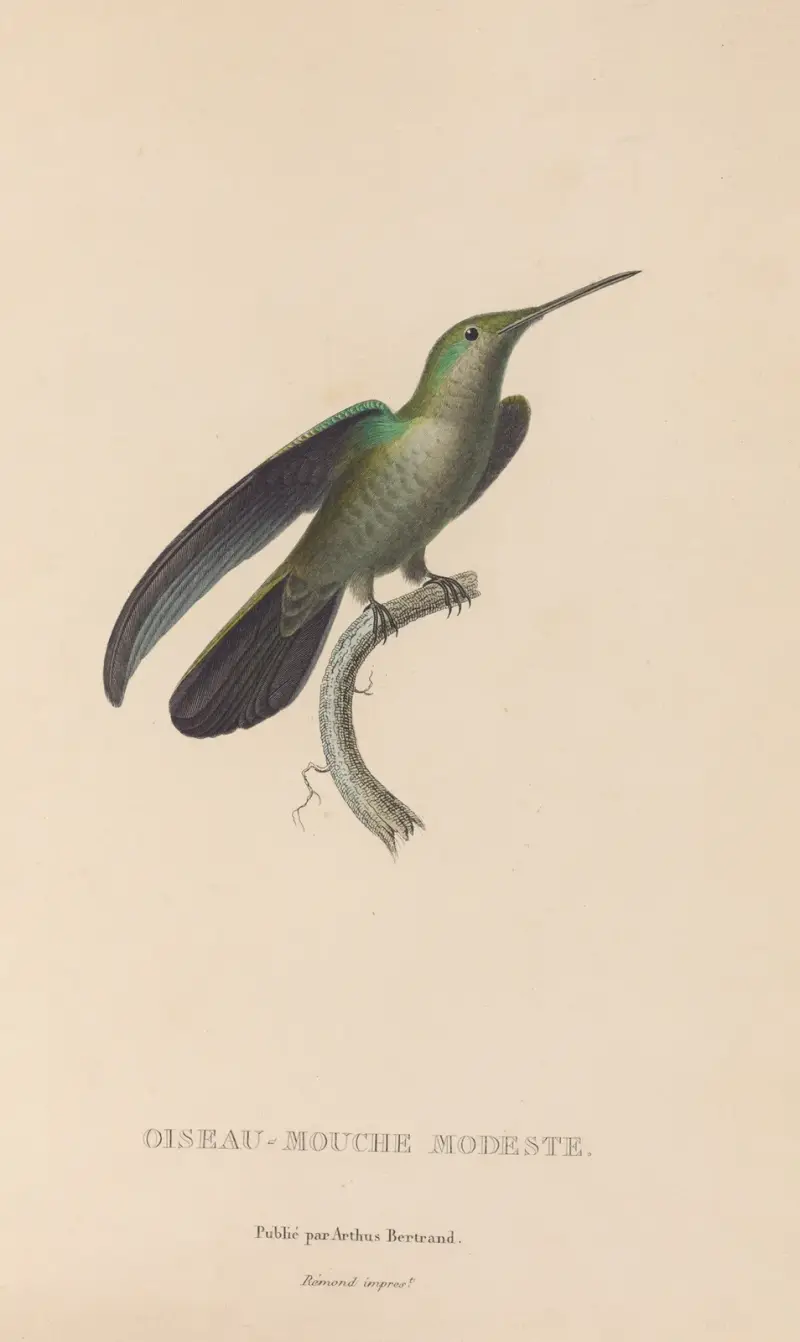 Kolibriernas naturhistoria, plansch 33 av René-Primevère Lesson