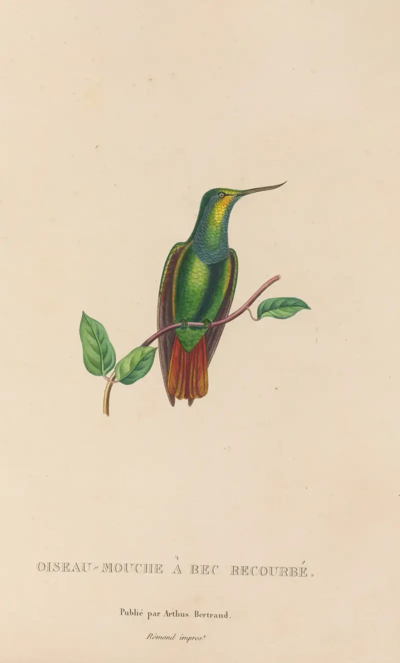 Kolibriernas naturhistoria, plansch 37 av René-Primevère Lesson
