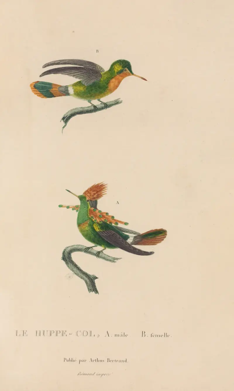 Kolibriernas naturhistoria, plansch 41 av René-Primevère Lesson