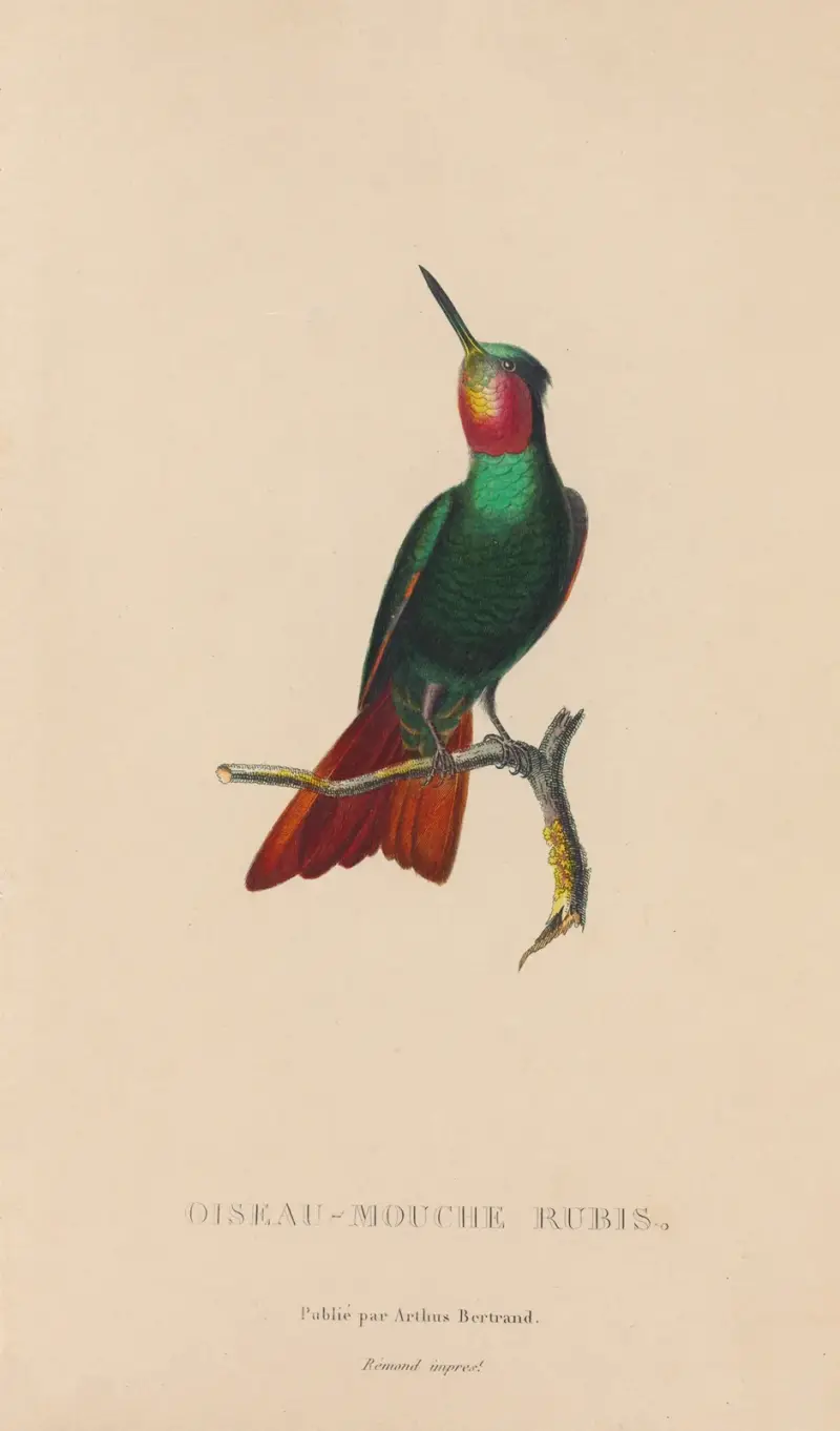 Naturgeschichte der Kolibris, Tafel 44 von René-Primevère Lesson