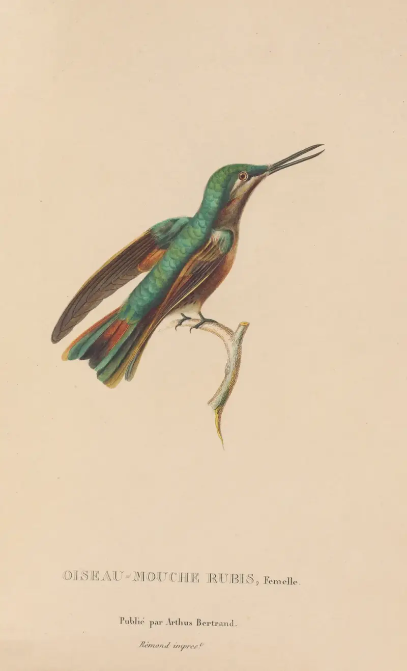Kolibriernas naturhistoria, plansch 45 av René-Primevère Lesson