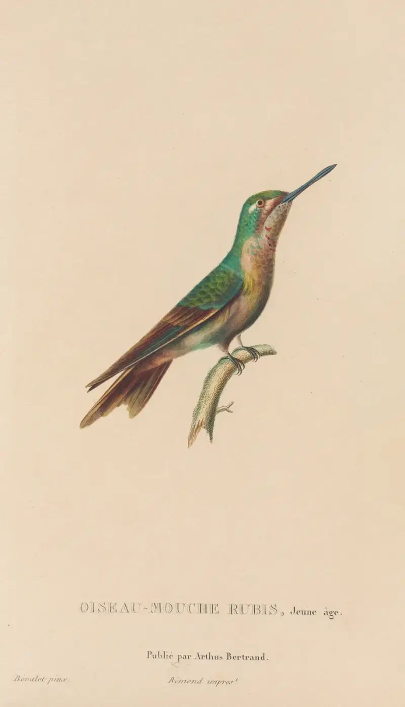 Naturgeschichte der Kolibris, Tafel 46 von René-Primevère Lesson
