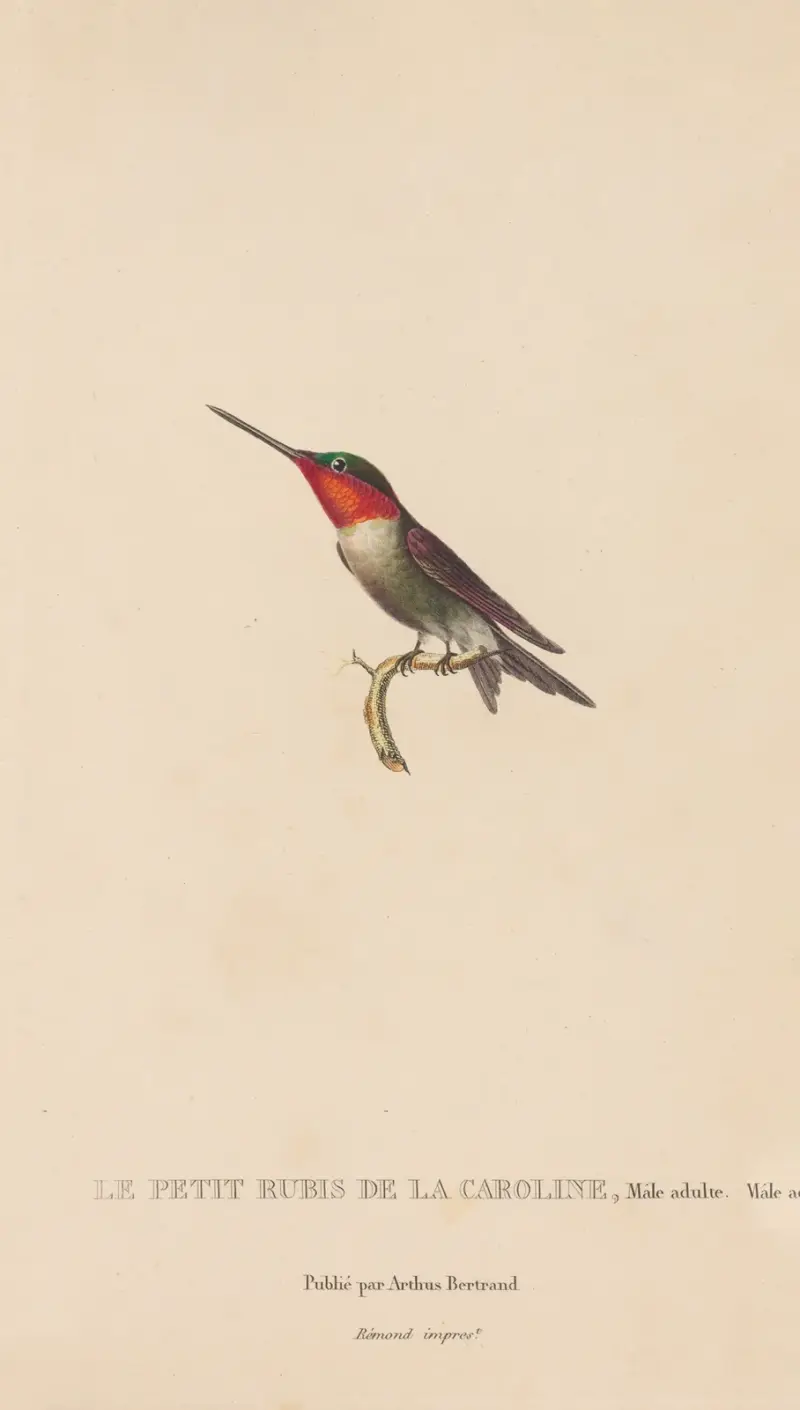 Kolibriernas naturhistoria, plansch 48 av René-Primevère Lesson