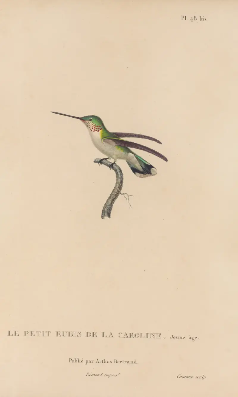Kolibriernas naturhistoria, plansch 49 av René-Primevère Lesson