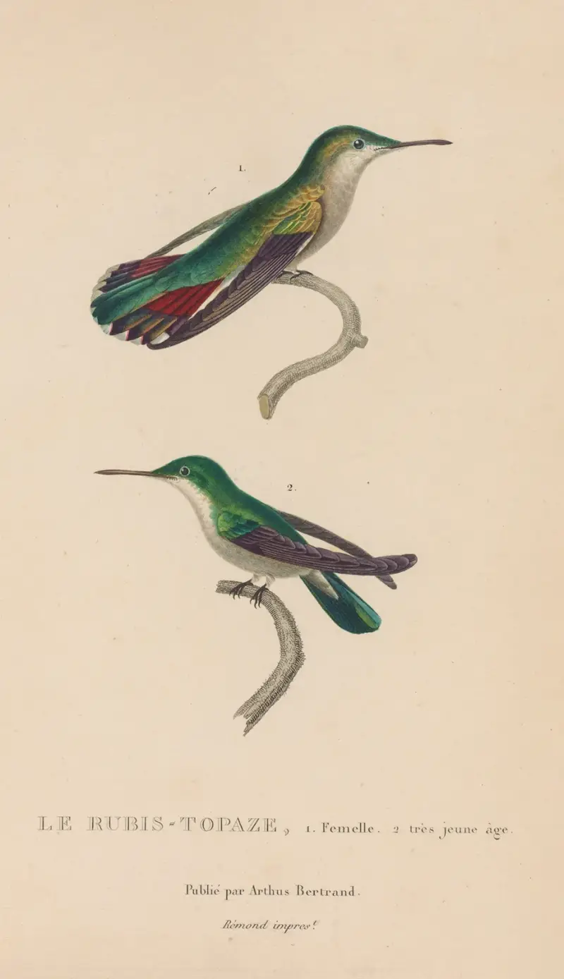 Kolibriernas naturhistoria, plansch 54 av René-Primevère Lesson