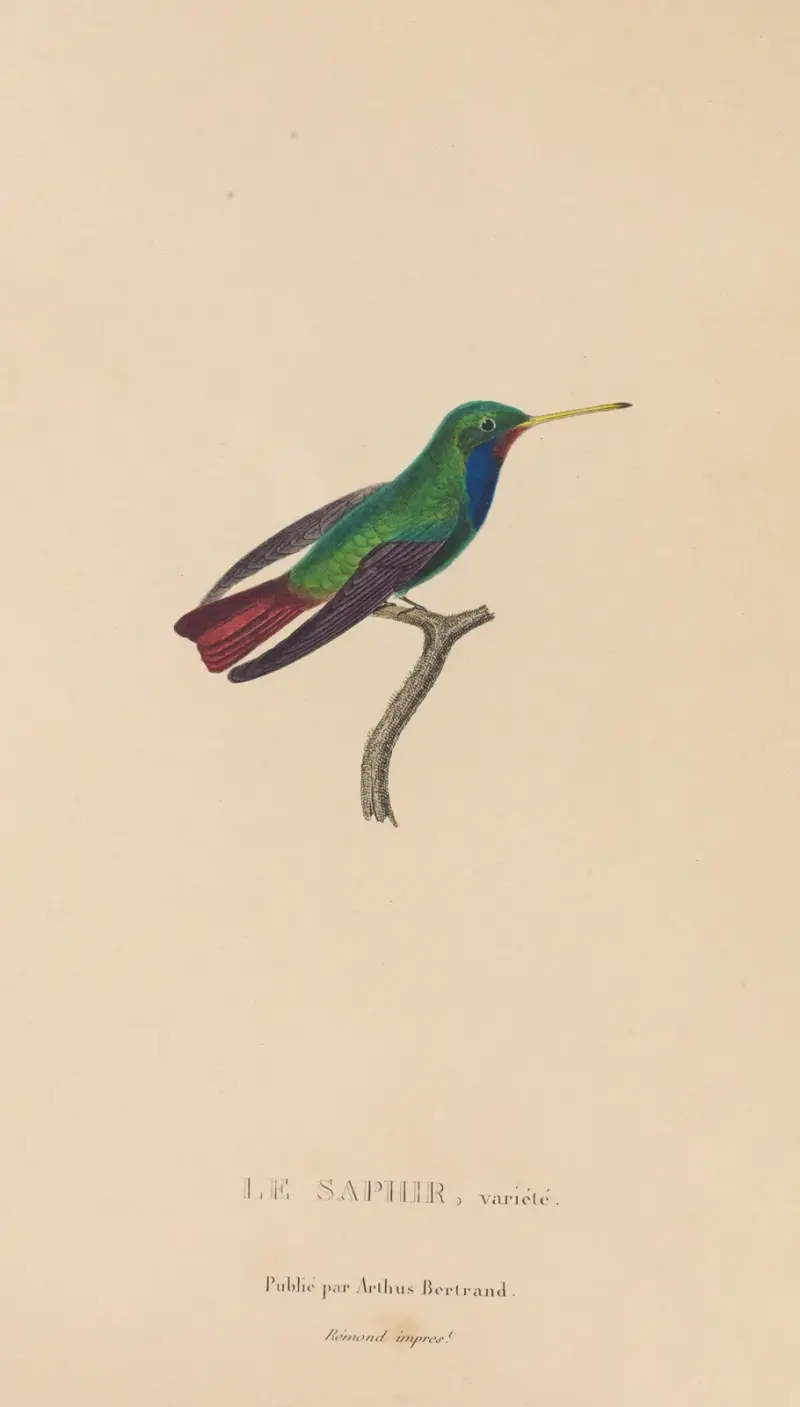 Kolibriernas naturhistoria, plansch 58 av René-Primevère Lesson
