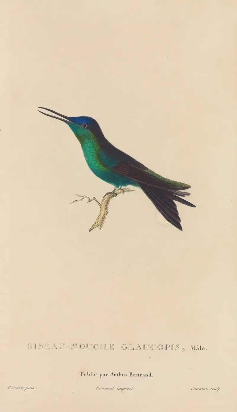 Kolibriernas naturhistoria, plansch 59 av René-Primevère Lesson