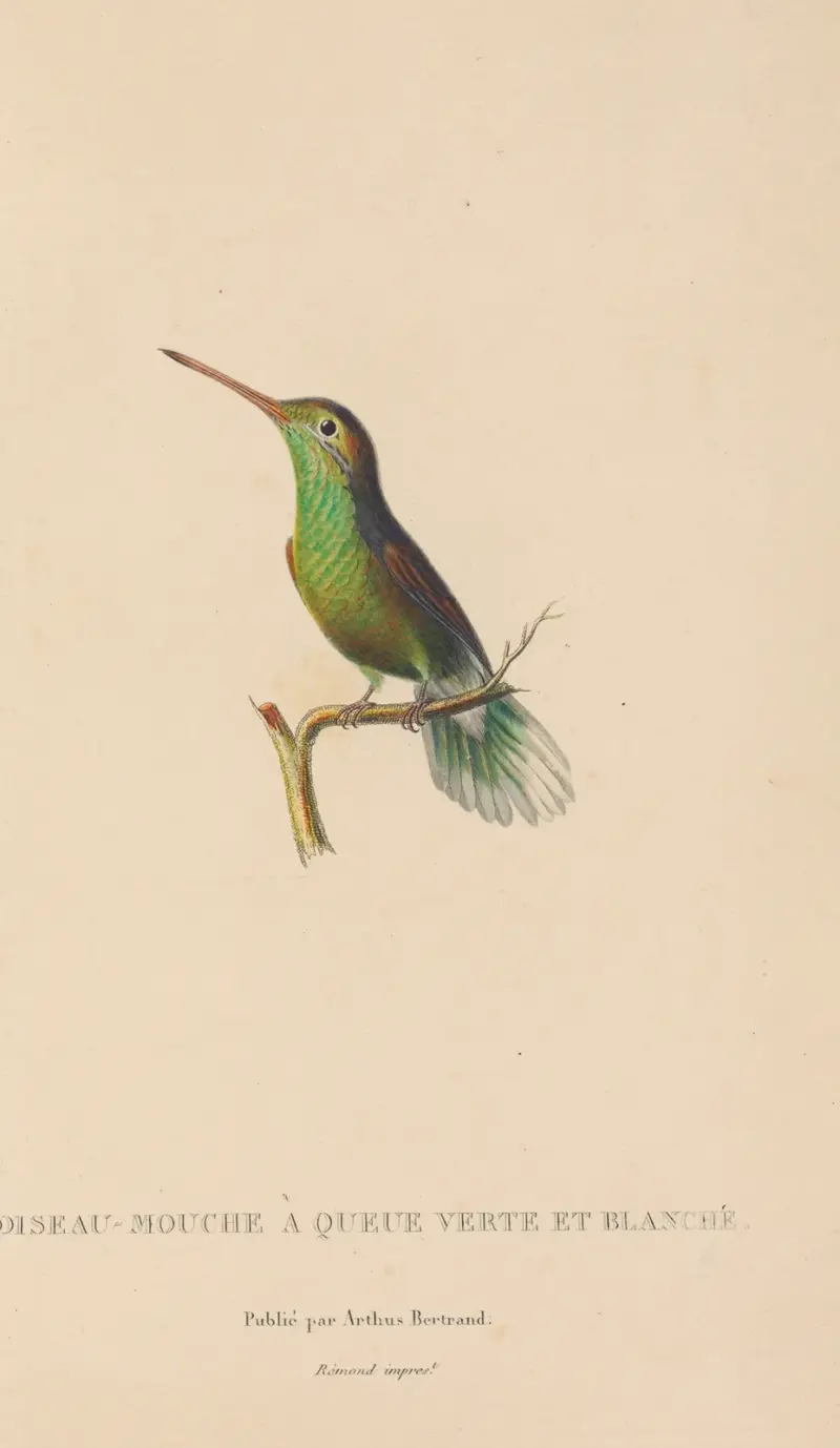 Kolibriernas naturhistoria, plansch 61 av René-Primevère Lesson