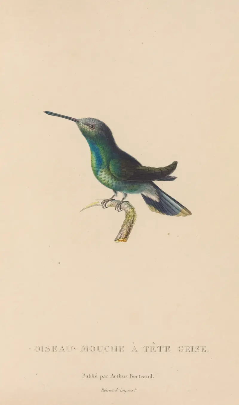 Kolibriernas naturhistoria, plansch 63 av René-Primevère Lesson