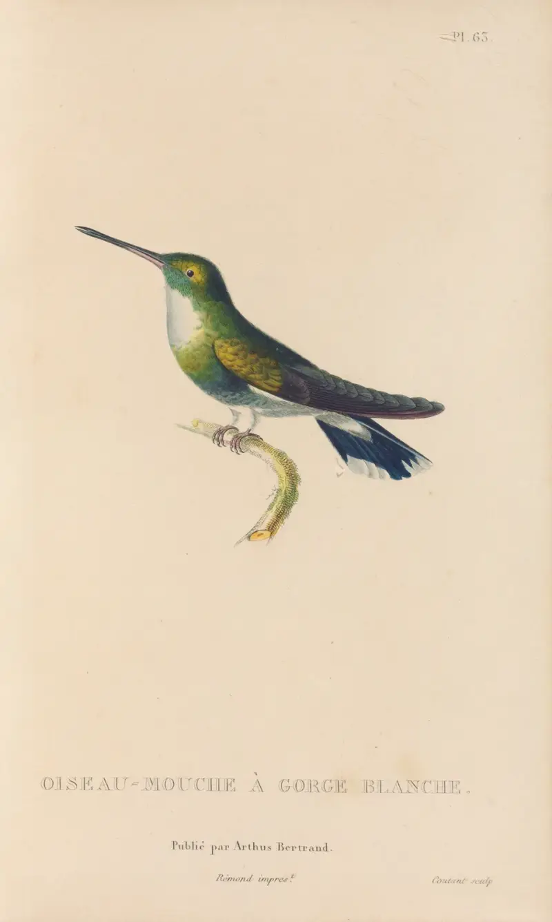 Kolibriernas naturhistoria, plansch 64 av René-Primevère Lesson