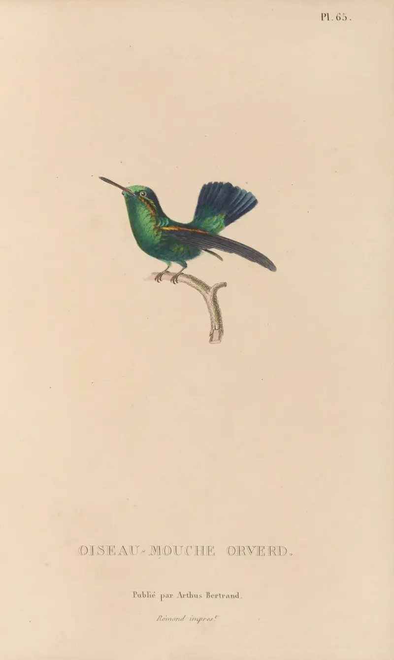 Kolibriernas naturhistoria, plansch 66 av René-Primevère Lesson