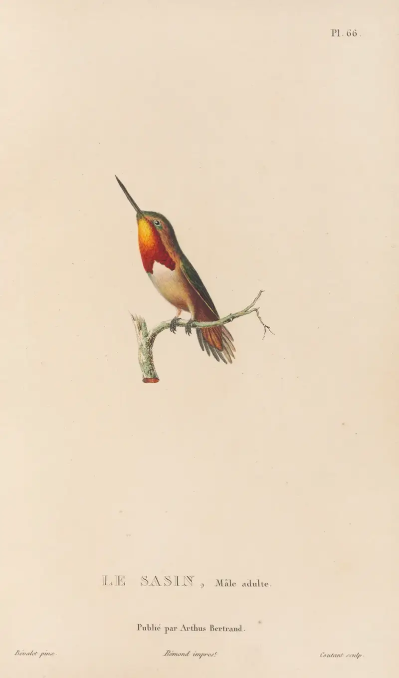 Naturgeschichte der Kolibris, Tafel 67 von René-Primevère Lesson