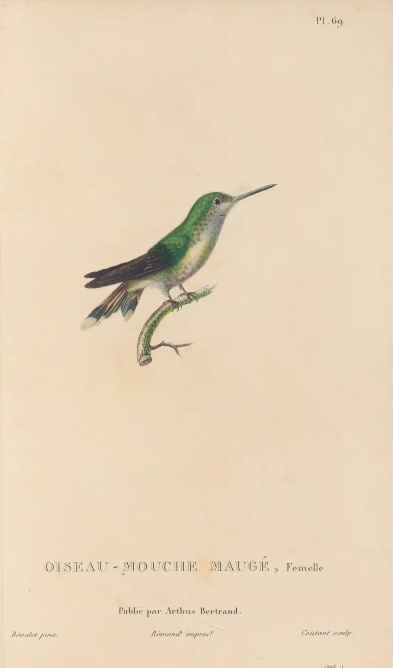 Kolibriernas naturhistoria, plansch 70 av René-Primevère Lesson