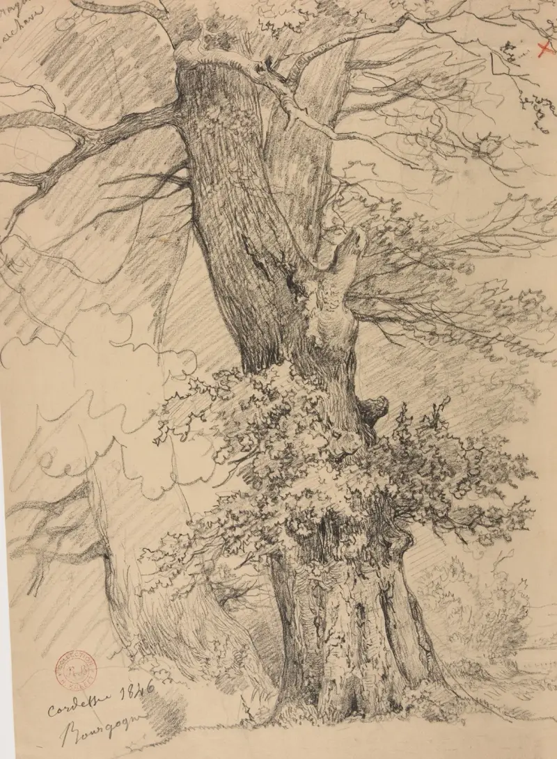 Étude d’arbre, 1846 av Jacques-Raymond Brascassat