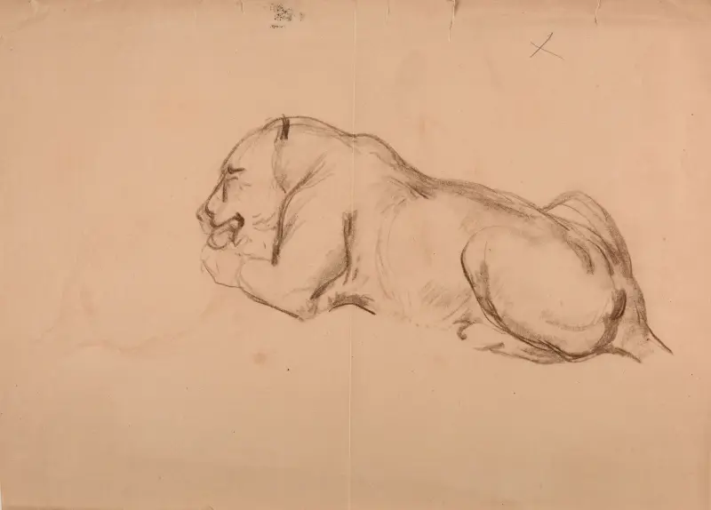 Studie lvice, Jacques-Raymond Brascassat