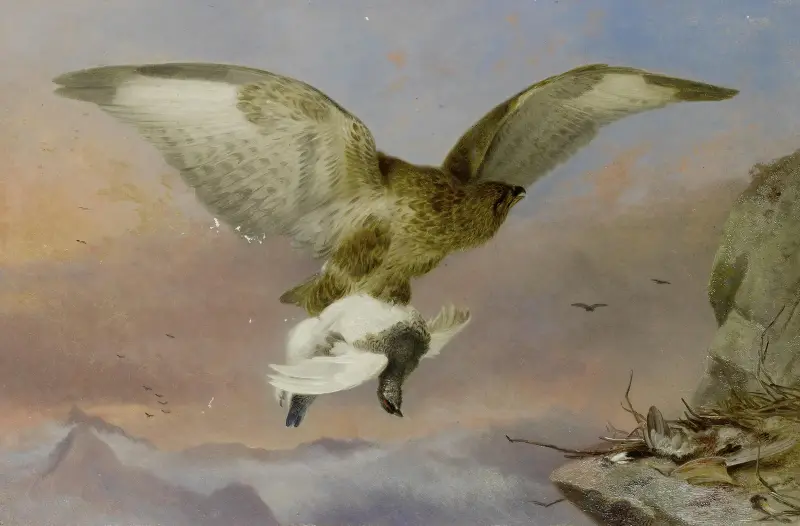 Buzzard With Ptarmigan av Richard Ansdell