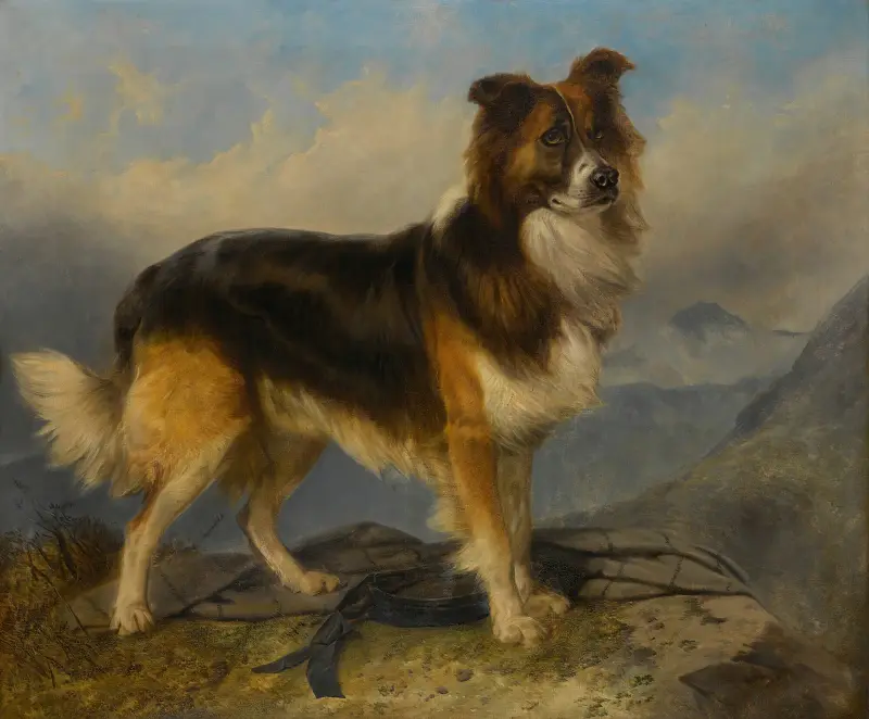 Sammie av Richard Ansdell