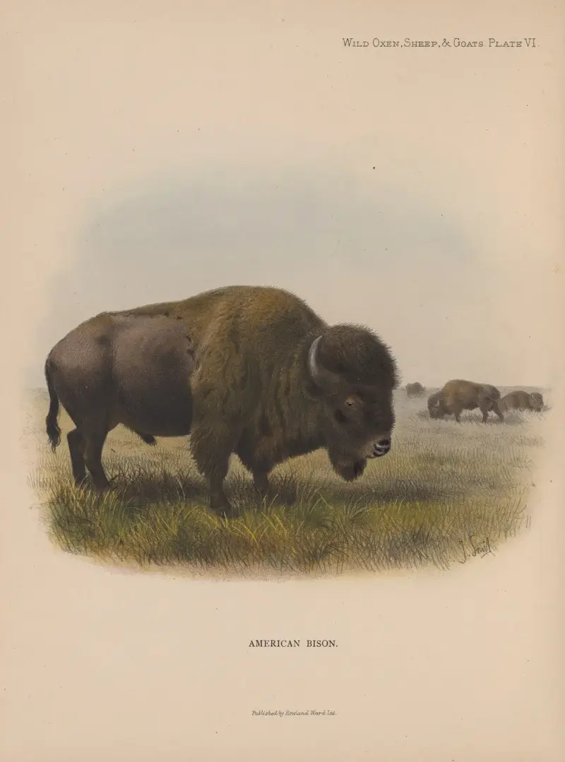 Americký bizon, Richard Lydekker