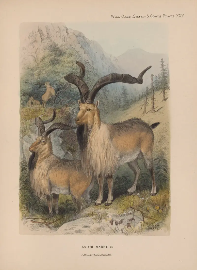 Astor Markhor av Richard Lydekker