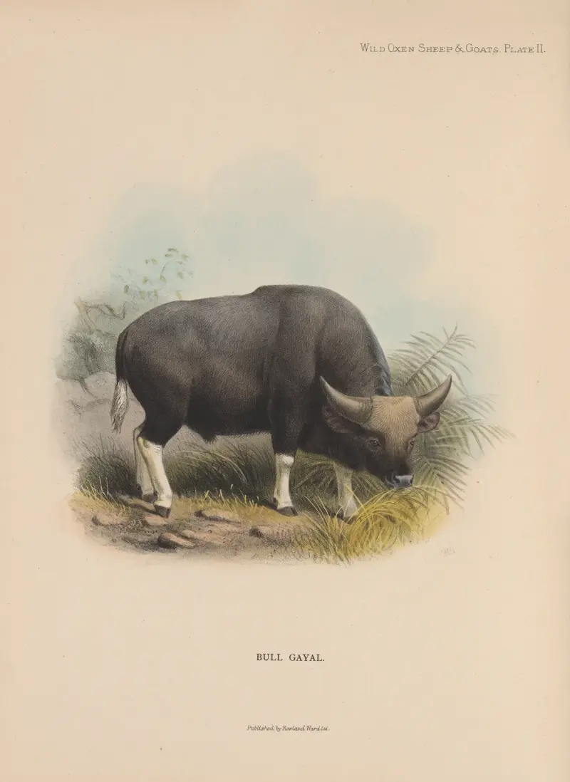 Bull Gayal av Richard Lydekker