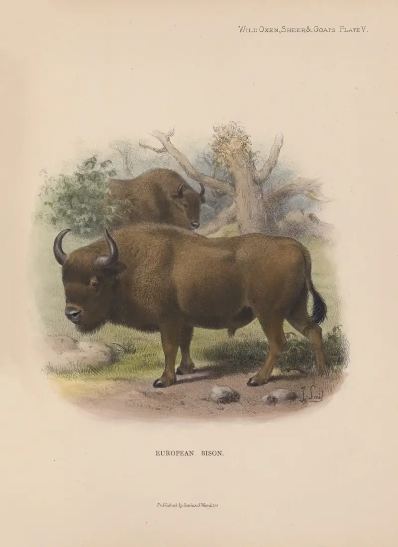 European Bison av Richard Lydekker