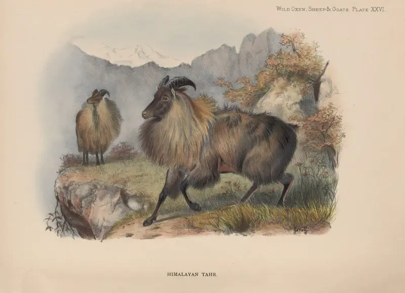 Himalaya-Tahr von Richard Lydekker