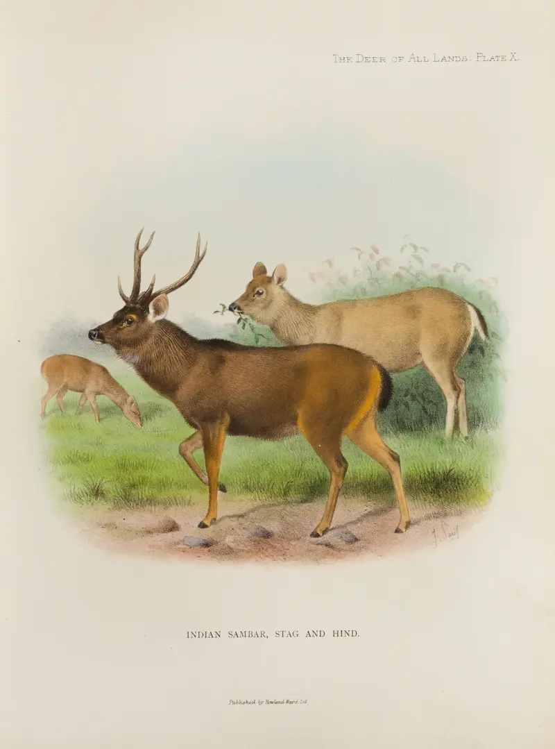 Indian Sambar, Richard Lydekker