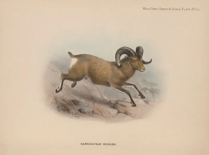 Kamschatkan Bighorn av Richard Lydekker