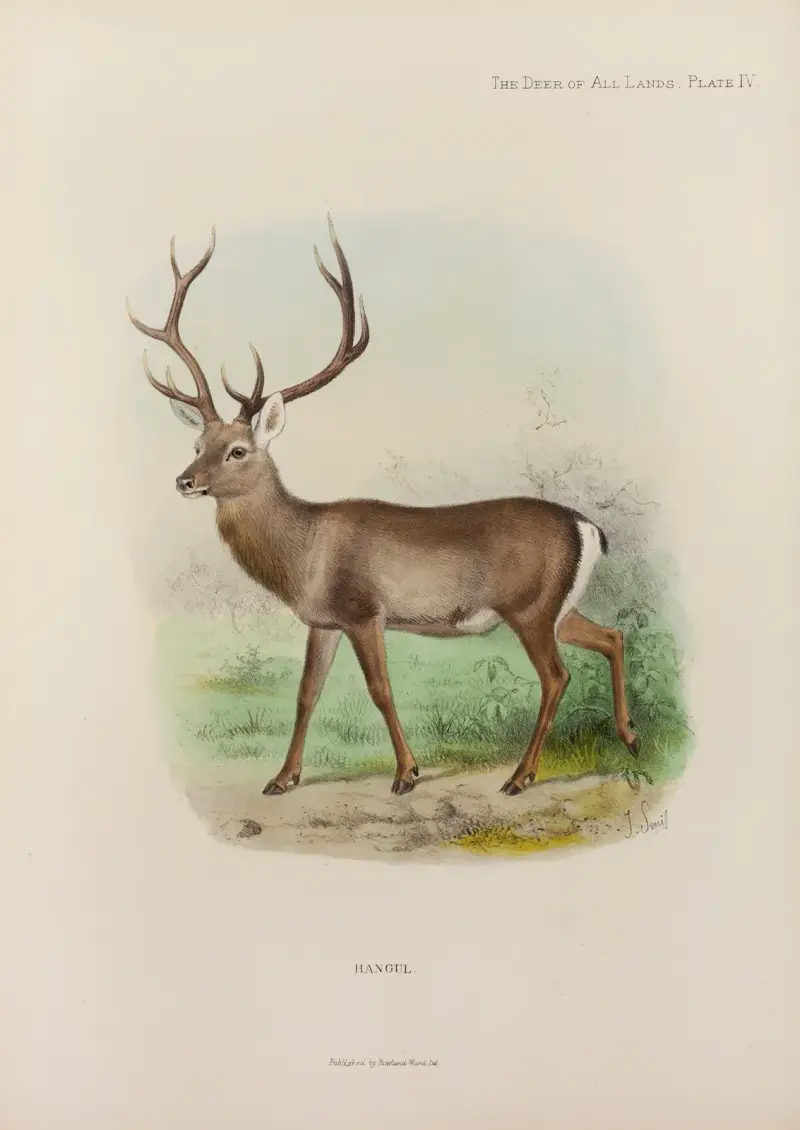 Kashmir Hangul, Richard Lydekker
